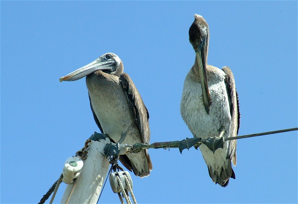 (07) Dscf2094 (pelicans).jpg   (950x653)   207 Kb                                    Click to display next picture